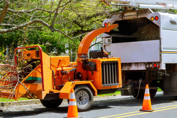 Best Hazardous Tree Removal  in Palmview South, TX