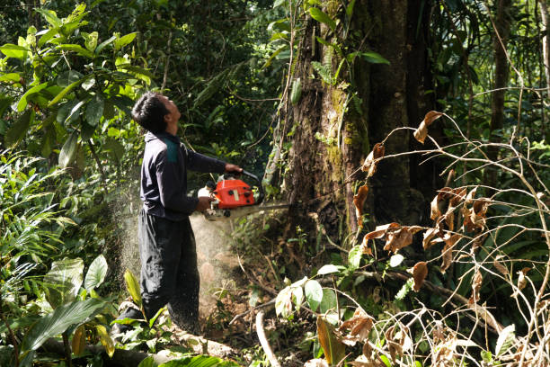 Best Arborist Consultation Services  in Palmview South, TX
