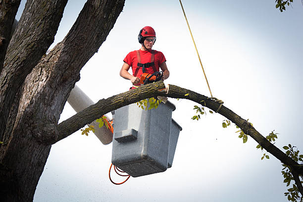 Professional Tree Removal in Palmview South, TX