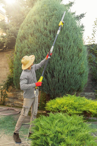 How Our Tree Care Process Works  in  Palmview South, TX